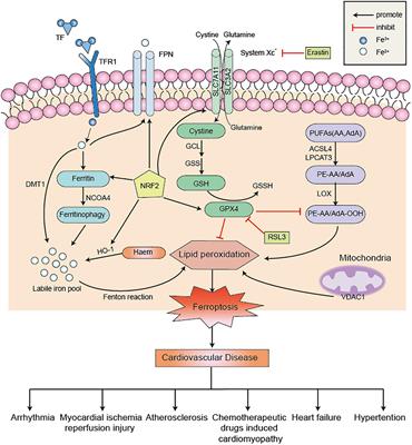 Research progress on the role of ferroptosis in cardiovascular disease